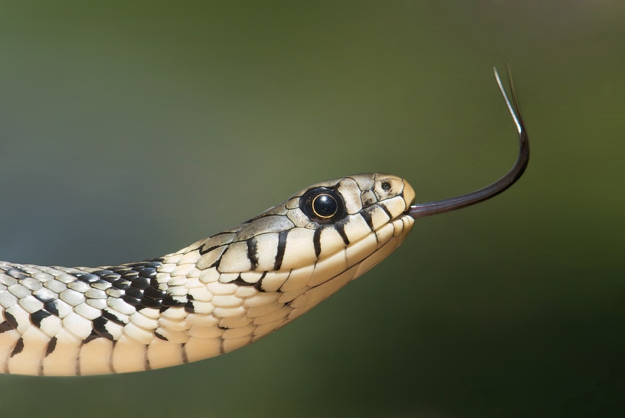 gdzie kupić węża zbożowego