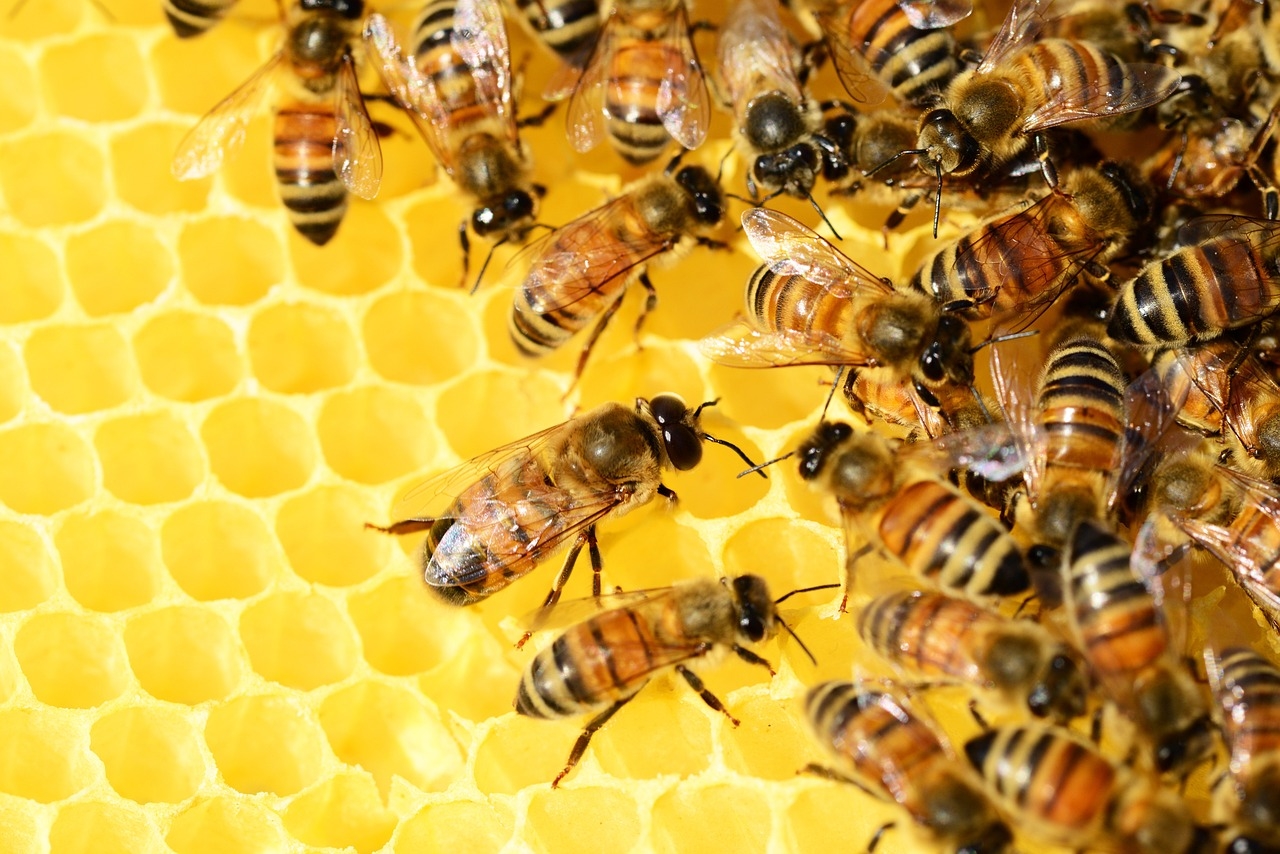 jak zrobić izolator pszczeli